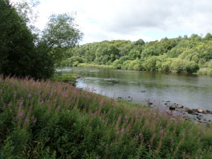 The Tweed River at Dryburgh 
