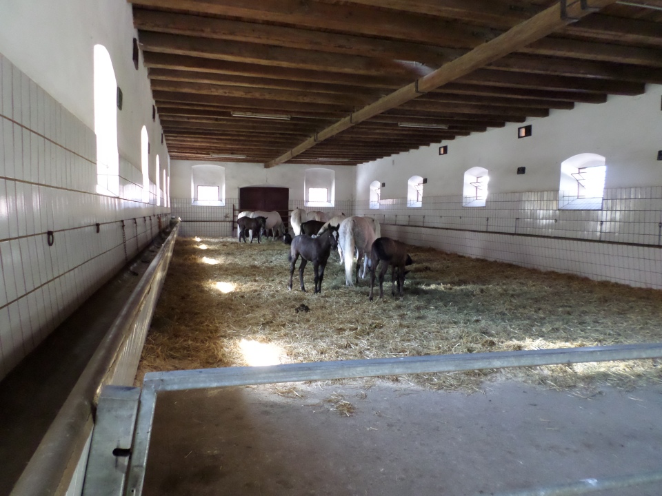 Horses at Piber